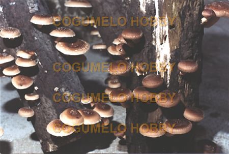 COMO FUNCIONA? PRODUÇÃO DE COGUMELOS SHITAKE EM BLOCOS 